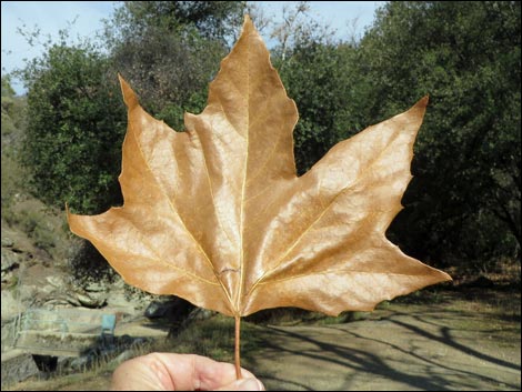 California Sycamore (Platanus racemosa)