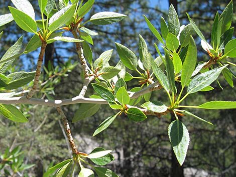Narrowleaf Cottonwood (Populus angustifolia)