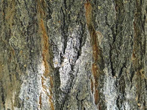 Fremont's Cottonwood (Populus fremontii)
