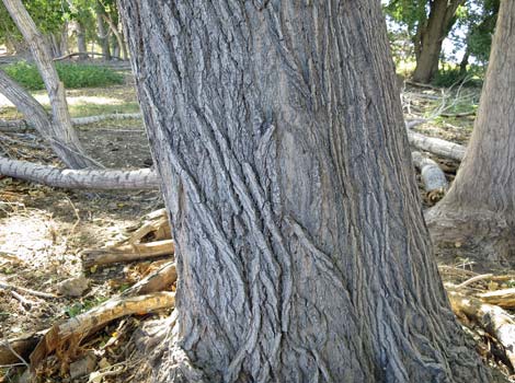 Fremont's Cottonwood (Populus fremontii)