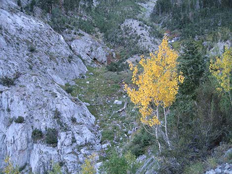 Quaking Aspen (Populus tremuloides)