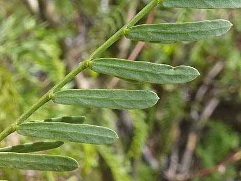 Honey Mesquite (Prosopis glandulosa)
