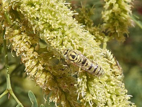 Honey Mesquite (Prosopis glandulosa)