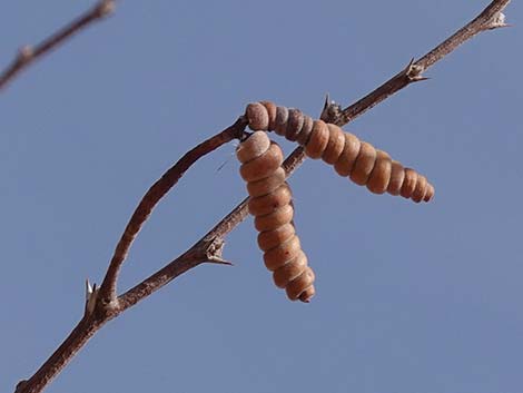 Screwbean Mesquite (Prosopis pubescens)