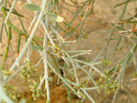 Smoketree (Psorothamnus spinosus)