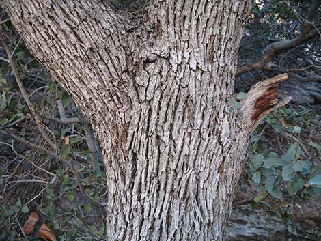 Canyon Live Oak (Quercus chrysolepis)
