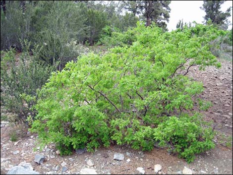 Gambel Oak (Quercus gambelii)