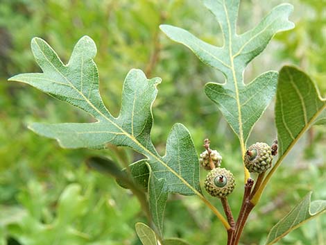 Gambel Oak (Quercus gambelii)
