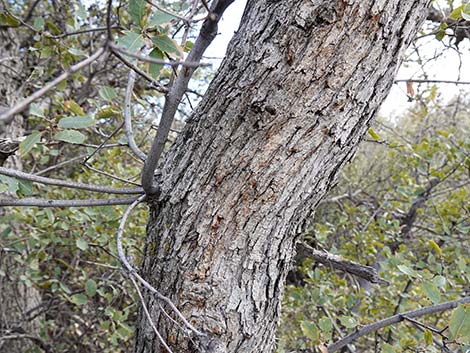 Shrub Live Oak (Quercus turbinella)