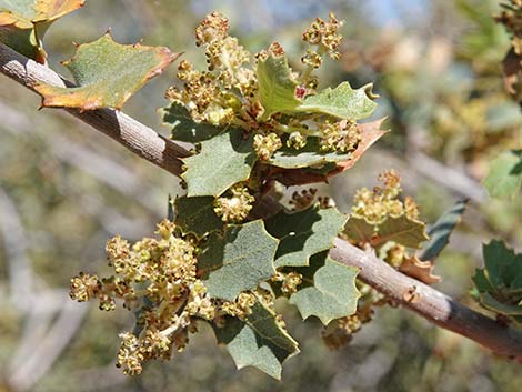 Shrub Live Oak (Quercus turbinella)