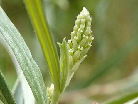 Narrowleaf Willow (Salix exigua)