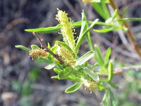 Narrowleaf Willow (Salix exigua)