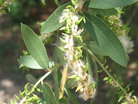 Goodding's Willow (Salix gooddingii)