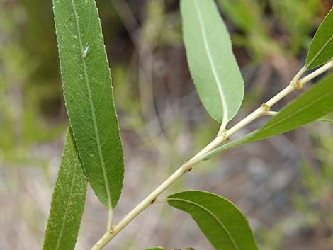 Goodding's Willow (Salix gooddingii)