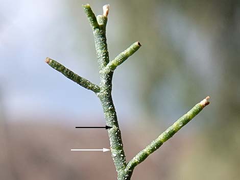 Athel Tamarisk (Tamarix aphylla)