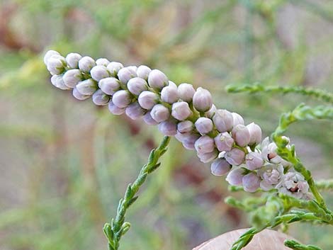 Saltcedar (Tamarix ramosissima)