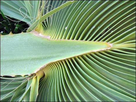 California Fan Palm (Washingtonia filifera)