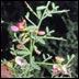 noxious weed