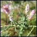 noxious weed