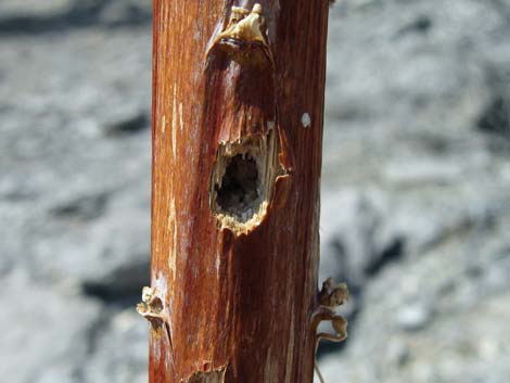 Agave (Agave utahensis)