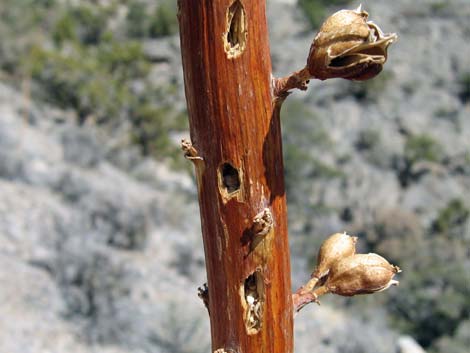 Agave (Agave utahensis)