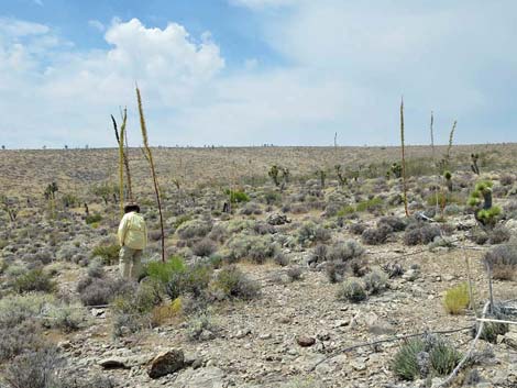 Utah Agave (Agave utahensis)