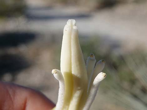 Banana Yucca (Yucca baccata)