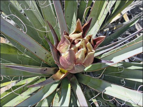 Banana Yucca (Yucca baccata)