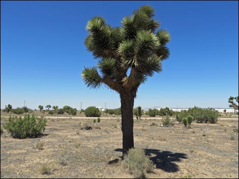 Western Joshua Tree (Yucca brevifolia brevifolia)