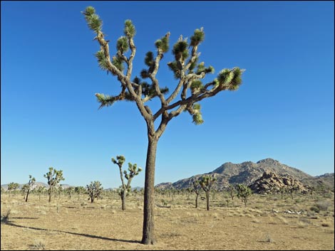 Western Joshua Tree (Yucca brevifolia brevifolia)