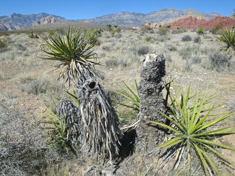Mojave Yucca (Yucca schidigera)