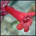 Utah Penstemon (Penstemon utahensis)