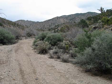 South McCullough Wilderness Area