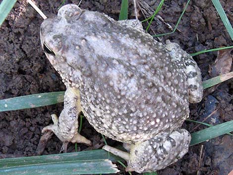 Arizona Toad (Bufo microscaphus microscaphus)