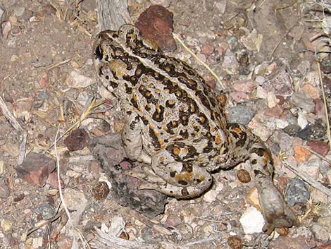 Amargosa Toad (Bufo nelsoni)