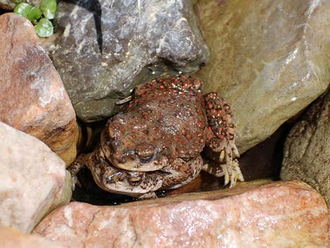 Red-spotted Toad (Bufo punctatus)