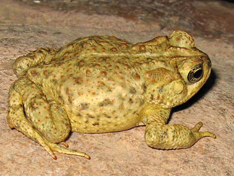Woodhouse's Toad (Anaxyrus woodhousei)