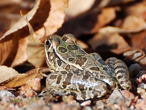 Rio Grande Leopard Frog (Rana berlandieri)