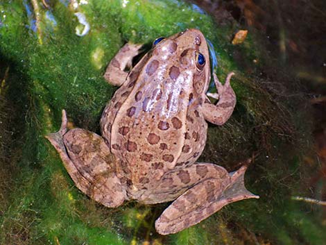 Relect Leopard Frog (Lithobates onca)