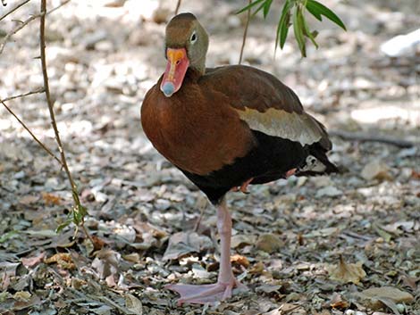 Black-bellied Whistling-Duck (Dendrocygna autumnalis)