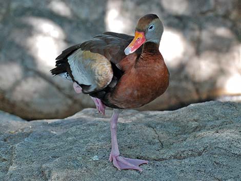 Black-bellied Whistling-Duck (Dendrocygna autumnalis)