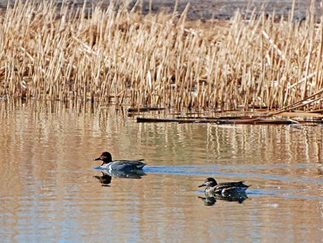 Green-winged Teal (Anas crecca)