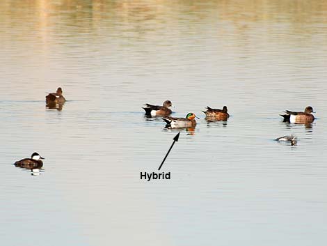 Wild Hybrid Duck (Anas)