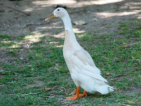 Indian Runner Duck (Anas platyrhynchos)