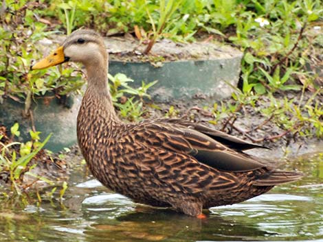 Mottled Duck (Anas fulvigula)