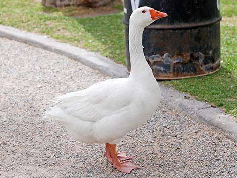 Barnyard Geese (Anser domesticus)