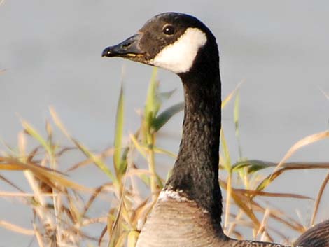 Cackling Goose (Branta hutchinsii)