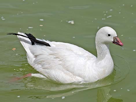 Ross' Goose (Chen rossii)