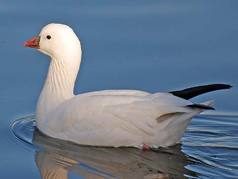 Ross' Goose (Chen rossii)