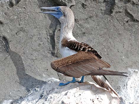 Blue-footed Booby (Sula nebouxii)